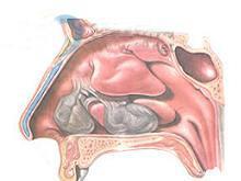 西安鼻窦炎,西安中大耳鼻喉医院