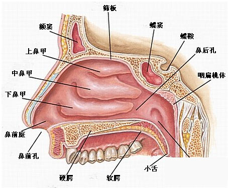 鼻子不通气,可能是因为它出故障了!